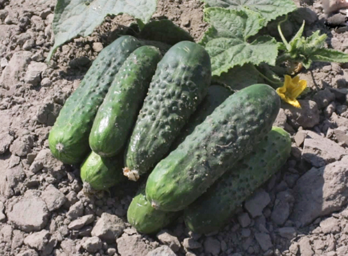 Cucumber variety Atlantis