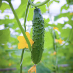 Cucumber variety Athlete (F1)