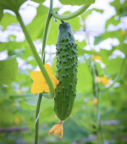 Cucumber variety Athlete