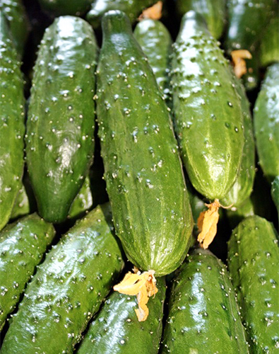 Cucumber variety Athlete