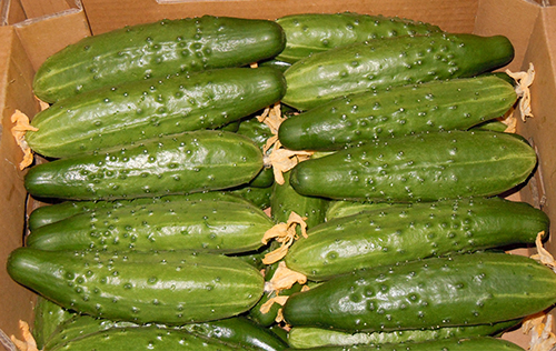 Cucumber variety Athlete