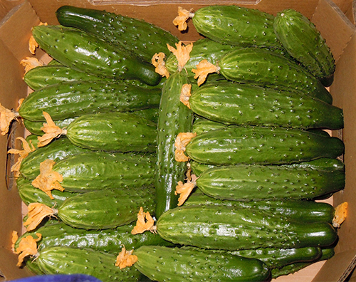 Cucumber variety Athlete