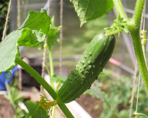 Cucumber variety Balcony