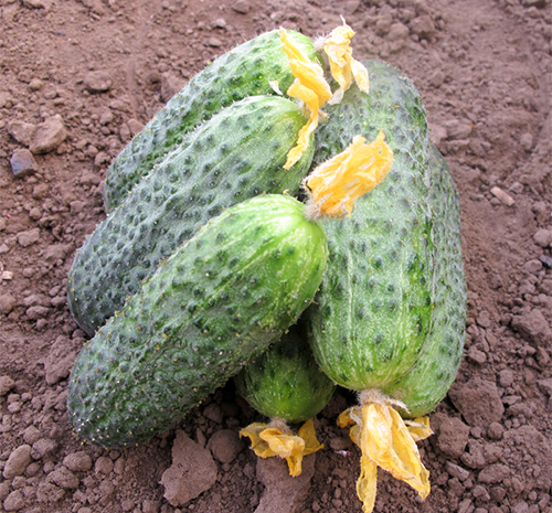 Cucumber variety Bettina