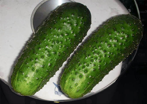 Cucumber variety Bettina