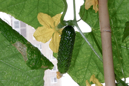 Cucumber variety Bettina