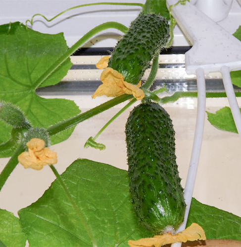 Cucumber variety Bettina