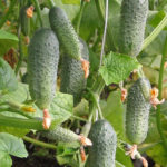 Cucumber variety Buyan (F1)