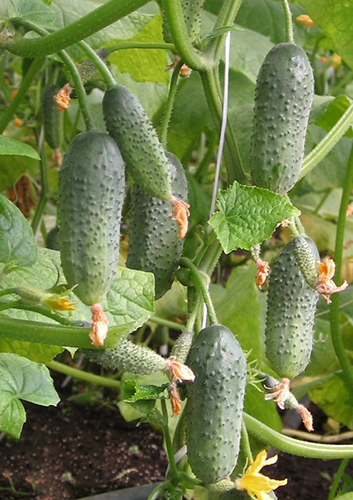 Cucumber variety Buyan