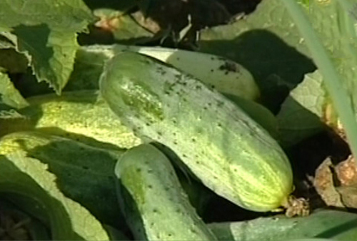 Cucumber variety Far East 27