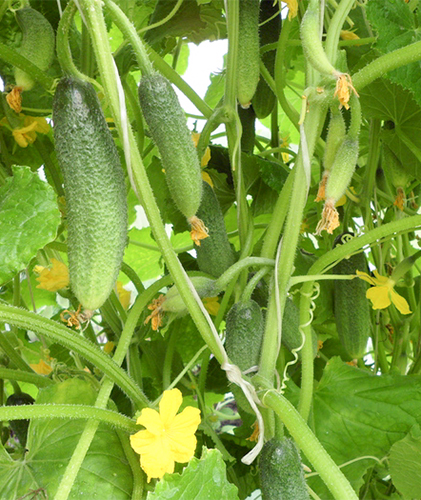 Cucumber variety Harmonist