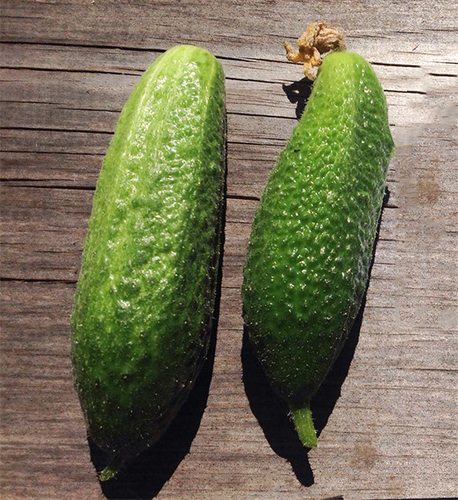 Cucumber variety Harmonist