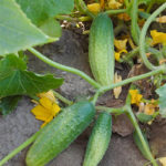 Cucumber variety Graceful