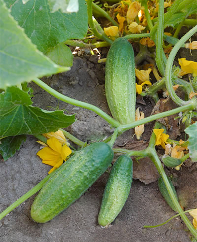 Cucumber variety Graceful