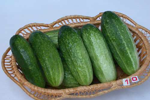 Cucumber variety Graceful