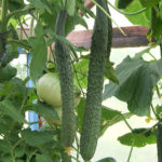 Cucumber variety Emerald Stream (F1)