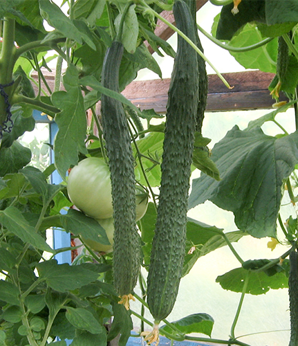 Cucumber variety Emerald Stream