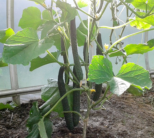 Cucumber variety Emerald Stream