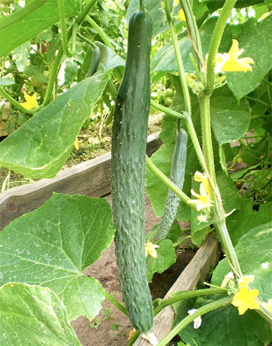 Cucumber variety Emerald Stream