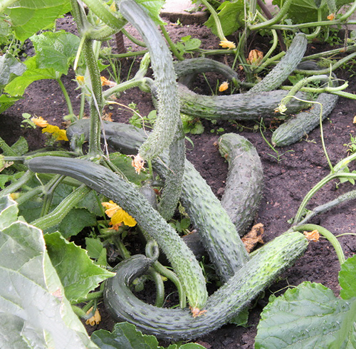 Cucumber variety Emerald Stream