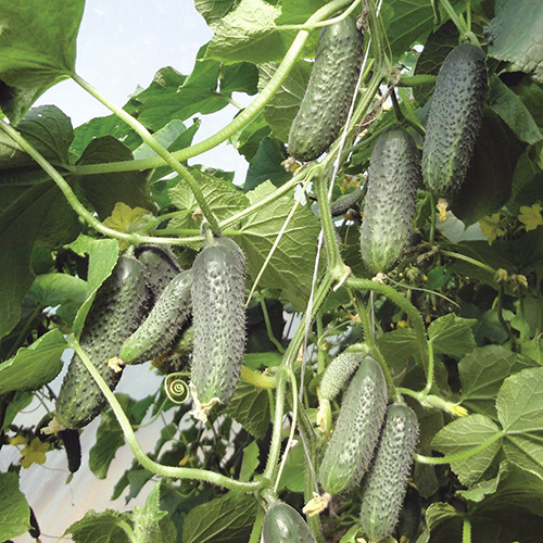 Kibriya cucumber variety