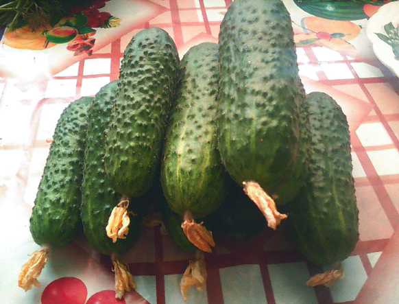 Kibriya cucumber variety