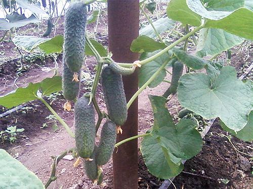 Kibriya cucumber variety