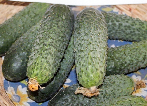 Kibriya cucumber variety