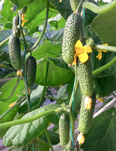 Kibriya cucumber variety