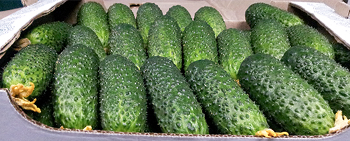 Kibriya cucumber variety