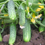 Crispin cucumber variety (F1)