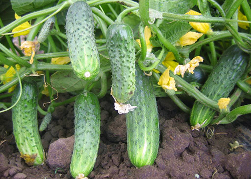 Crispin's cucumber variety