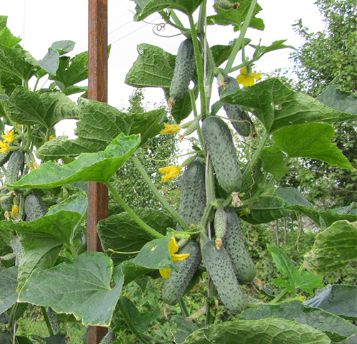 Crispin's cucumber variety