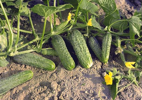 Crispin's cucumber variety