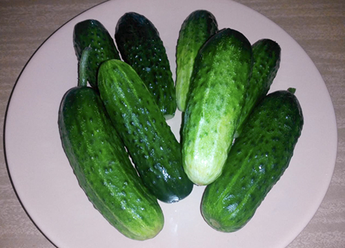 Crispin's cucumber variety