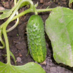 Cucumber variety Grasshopper (F1)