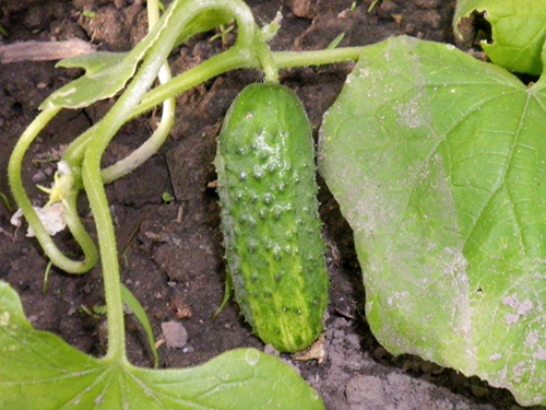 Cucumber variety Grasshopper