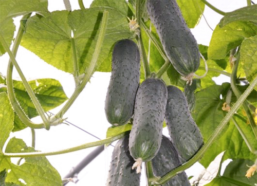 Lenara cucumber variety