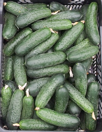 Lenara cucumber variety