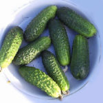 Cucumber variety Lilliput (F1)