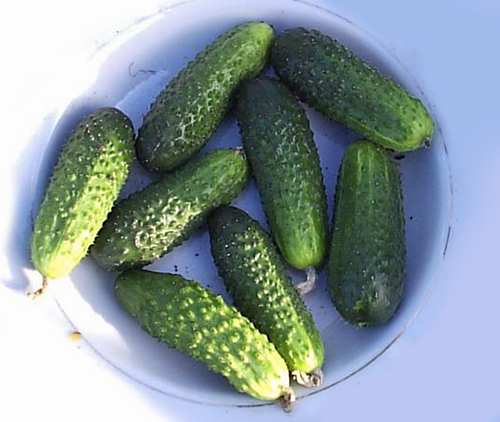 Cucumber variety Lilliput