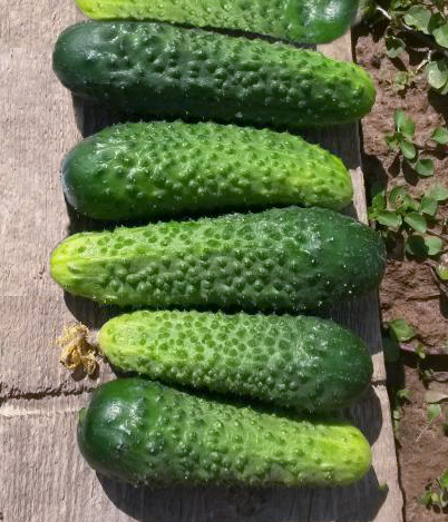 Cucumber variety Lilliput