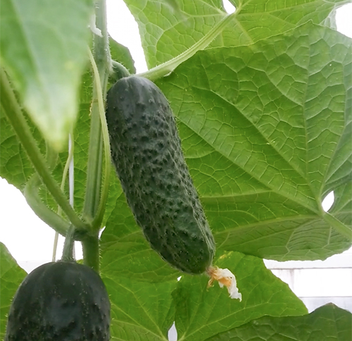 Cucumber variety Magdalena