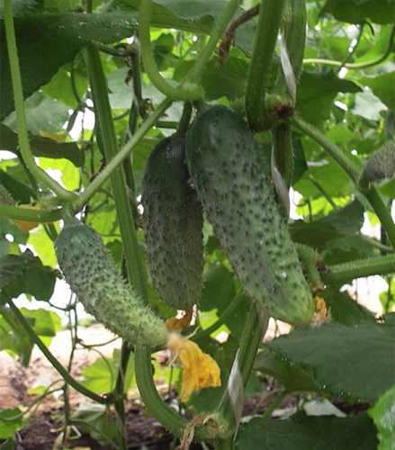 Cucumber variety Magdalena