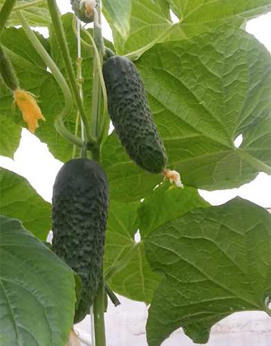 Cucumber variety Magdalena