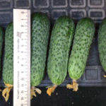 Cucumber variety Mashenka (F1)