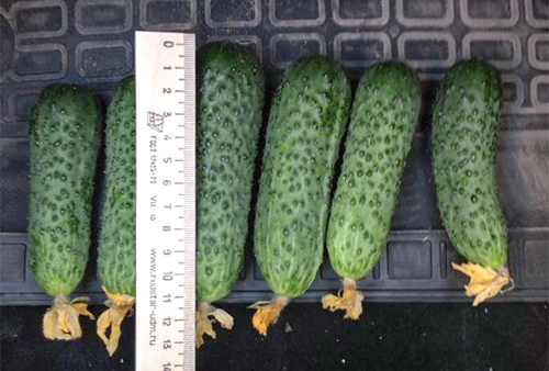 Cucumber variety Mashenka