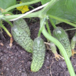 Cucumber variety Murashka (F1)