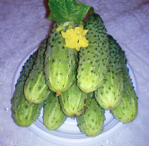 Cucumber variety Murashka