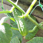 Cucumber variety Paratunka (F1)